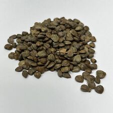 European Hornbeam Bonsai Tree Seed Pack Carpinus Betulus for sale  Shipping to South Africa