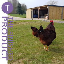 6 X FRESH LARGE RHODE ISLAND RED - FREE POSTAGE HATCHING EGGS FERTILE/INCUBATION for sale  BEVERLEY