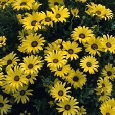 African daisy yellow for sale  Akron