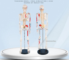Human skeleton anatomical for sale  Shipping to Ireland
