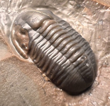 trilobite d'occasion  Expédié en Belgium