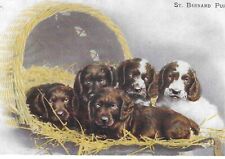 Bernard puppies 3446 for sale  BEAMINSTER
