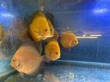 Inch discus tropical for sale  ELLESMERE PORT
