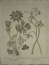 1806 DATED FLOWER PRINT ~ STAR ANEMONE ~ LESSER ALBUCA for sale  Shipping to South Africa