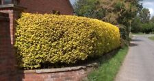 Golden privet garden for sale  ALTON