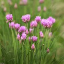 Garlic chives seeds for sale  Shasta Lake