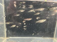 Guppy count feeder for sale  Dunn