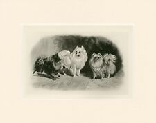 Pomeranian rare 1897 for sale  Shipping to Ireland