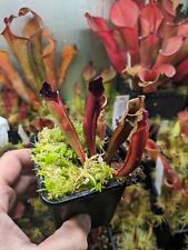 Heliamphora sarracenioides pur usato  Spedire a Italy