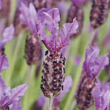 French lavender papillon for sale  LLANDYSUL