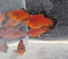 Red wagtail platy for sale  HARROW