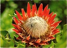 CPM AK Protea Cynaroides SOUTH AFRICA (1263963) for sale  Shipping to South Africa
