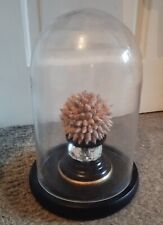 Seashell cloche crystal for sale  DERBY