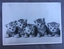 Vintage postcard kittens for sale  EDINBURGH