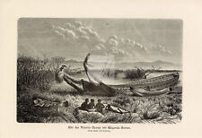 Antique 1877 print for sale  PLYMOUTH