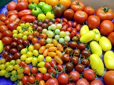 Bunter tomaten mix gebraucht kaufen  Homberg (Efze)