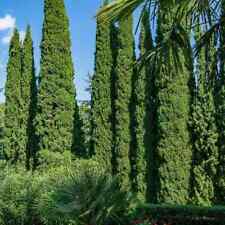 Italian cypress cupressus for sale  Claxton