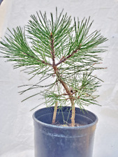 Pacific ponderosa pine for sale  La Grande