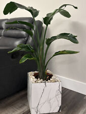 Bird paradise plant for sale  Inman