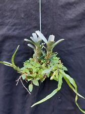 Bromelie terrarienpflanze neor gebraucht kaufen  Lichtentanne