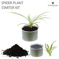 Spider plant starter for sale  Fredericksburg
