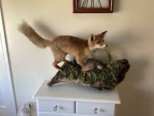 taxidermy fox for sale  WINGATE