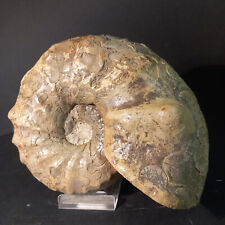 Ammonite cératite faulquemont d'occasion  Hommarting