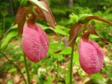 Pink lady slipper for sale  Coalmont