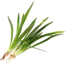 Sagittaria subulata grass for sale  HOUNSLOW
