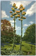 Postcard century plants for sale  Stevens Point
