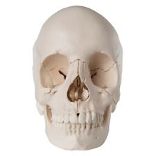 Cranio scomponibile parti usato  Bisceglie