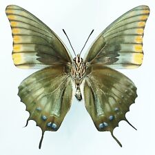 SPLENDID Charaxes jasius EXTREME ABERRATION FEMALE FROM SARDINIA (UNDERSIDE) for sale  Shipping to South Africa