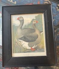 Toulouse geese print for sale  Diamondville