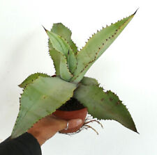 Agave marmorata jp91 usato  Napoli