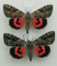 Erebidae - Catocala electa - Rosy Underwing - pair #3 for sale  Shipping to South Africa