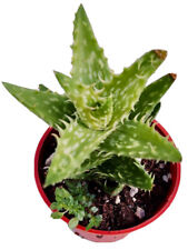 Aloe live plant for sale  Highland