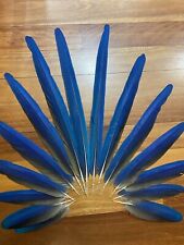 Hybrid macaw tail for sale  Millersville