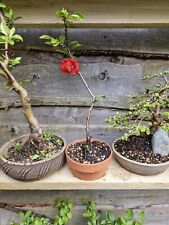 Bonsai tree starter for sale  ASHTON-UNDER-LYNE