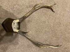 wall antlers for sale  CREWE