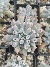 Trumpet pinky cheveria for sale  Shipping to Ireland