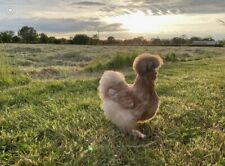 Used, Mixed Silkie Eggs Show Quality Hatching Eggs X6 for sale  SWINDON