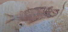 Fossil fish knightia for sale  SALTBURN-BY-THE-SEA