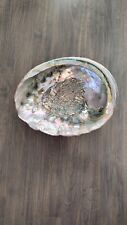 Vintage Large 9 5/8" Red Abalone Haliotis Rufescens Shell, Large In Size for sale  Shipping to South Africa