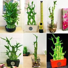 Lucky bamboo ribbon for sale  BIRMINGHAM