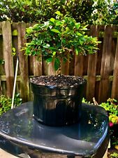 Fukien tea bonsai for sale  Bonita Springs
