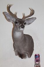 Coues whitetail deer for sale  Brandon