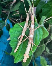 stick insect for sale  Ireland