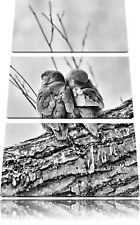 Pareja de Agapornis Roseicollis 3-Teiler Foto en Lienzo Decoración Pared Impreso segunda mano  Embacar hacia Spain