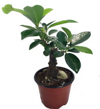 Chinese ginseng ficus for sale  Wadsworth