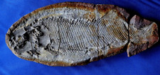 Enorme poisson fossile d'occasion  La Roche-sur-Yon